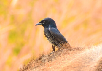  Black drongo bird (Dicrurus macrocercus) on the ground