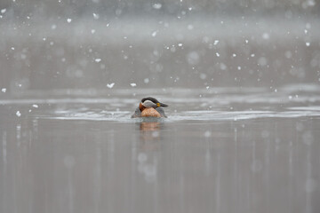 A red-necked grebe (Podiceps grisegena) swimming in a lake in a snowstorm.