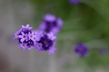 ラベンダーの花