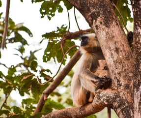 Gray langurs, also called Hanuman langurs or Hanuman monkeys (Semnopithecus) on a tree