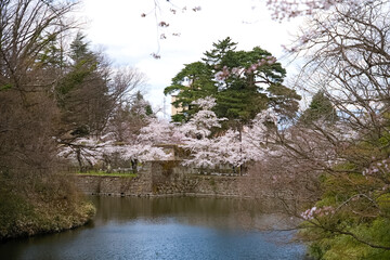 会津若松鶴ヶ城のお堀と満開の桜
