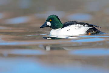 A male adult goldeneye (Bucephala clangula) swimming in a lake on a sunny cold day.