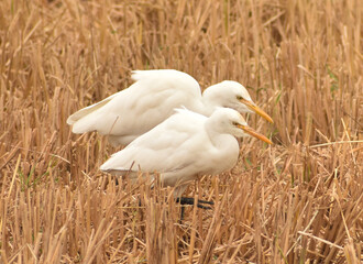 Great Egrets looking for food in Paddy field.