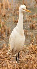 Great white egret standing in the field looking for food