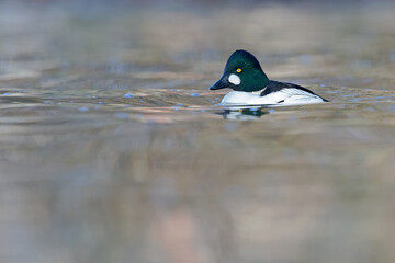 A male adult goldeneye (Bucephala clangula) swimming in a lake on a sunny cold day.