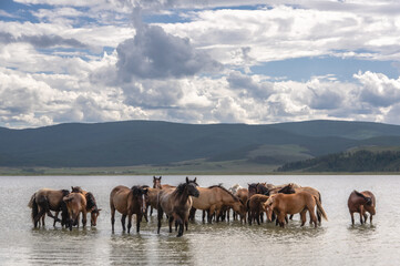 Fototapeta na wymiar horses walking in water with clouds and mountains on the background