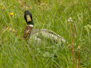 duck on the grass