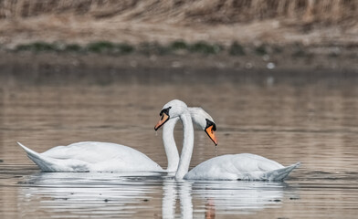 Schwanenpaar auf dem See