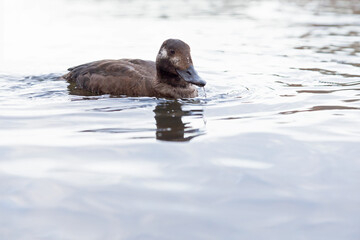 A female velvet scoter (Melanitta fusca) swimming along the waters edge of a lake photographed with a wide angle lens.