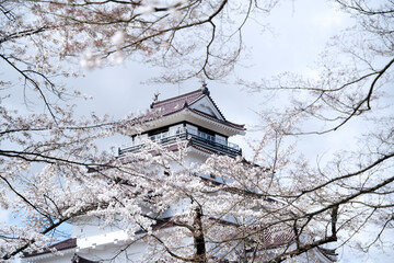 満開の桜と会津若松鶴ヶ城