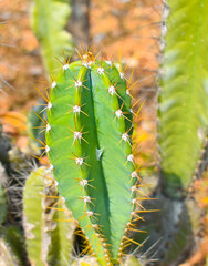 Cactus Cereus repandus or the Peruvian apple cactus.