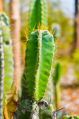 Cactus Cereus repandus or the Peruvian apple cactus.