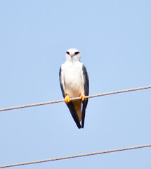 White-tailed kite (Elanus leucurus)