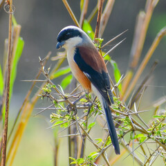 An African stone chat (Saxicola torquatus) sitting on a branch of shrub in Chhattisgarh India
