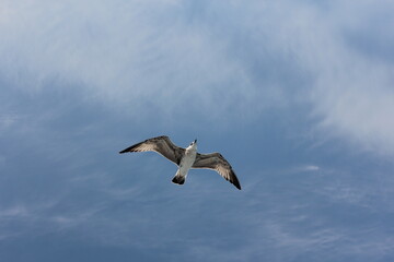 Fototapeta na wymiar Single seagull on the blue sky with clouds