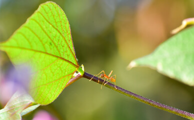 Single red weaver ant (Oecophylla smaragdina) alone on the stalk of a leaves.