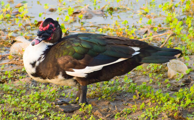 The Muscovy duck (Cairina moschata)