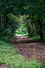 path in autumn forest