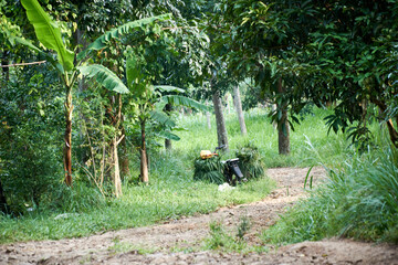 person working in the garden
