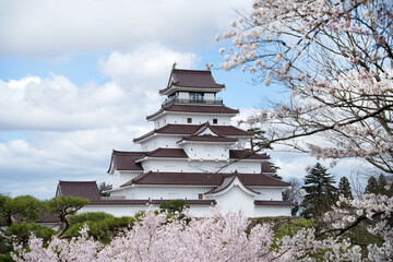 満開の桜と会津若松鶴ヶ城