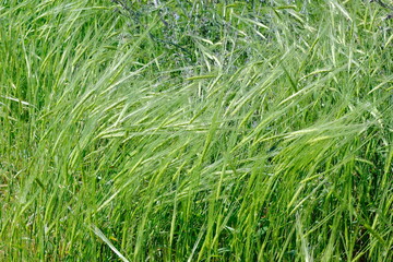 green grass background