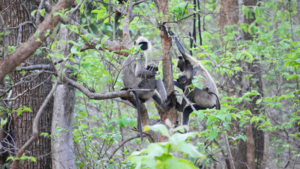 A group of grey langur in jungle. Gray langurs, also called Hanuman langurs or Hanuman monkeys