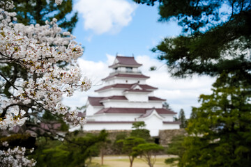 満開の桜と会津若松鶴ヶ城