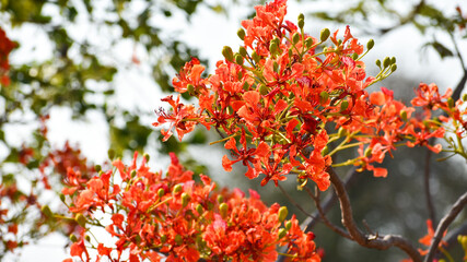 Royal poinciana, flamboyant, flame of the forest, or flame tree (Delonix regia)
