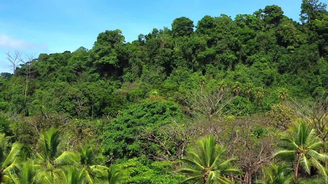 Drone takes off over the trees in the rainforest in Corcovado National Park on the Osa Peninsula in Costa Rica