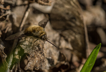 hoverfly sitting on a leave near wild garlic view detail