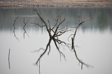Reflection of dry branches of tree in water.