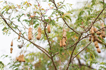 Close up sweet tamarind and leaf on the tree. Raw tamarind fruit hang on the tamarind tree in the garden with natural background.