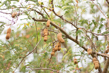 Close up sweet tamarind and leaf on the tree. Raw tamarind fruit hang on the tamarind tree in the garden with natural background.