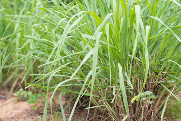 Lemon Grass outdoor background,Lemon grass plant leaf background.Herb plant,Lemon Grass