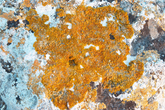 Texture of lichen on fungus stone