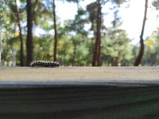 caterpillar walking on wood