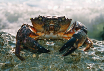 Crab on rock and sea wave