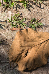 Dry Teak leaves leaf texture on the ground.