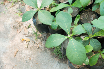 
Selective focus.Small plant of Teak Tree in Thailand 