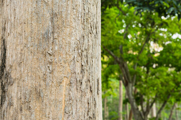 Selective focus.Teak Tree in Thailand precious hardwoods one of the last major areas of tropical forest in Asia