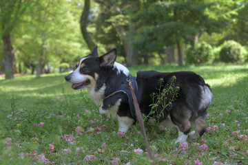 森林浴をしながら散歩する黒いコーギー犬