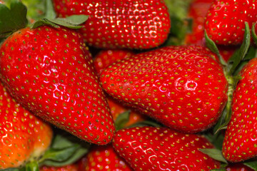 lot of red fresh ripe strawberries