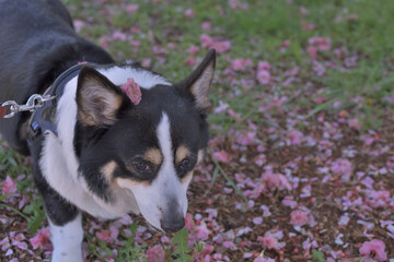 桜の絨毯の上で落ちていた花を飾られた黒コーギー