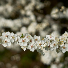 spring flowers