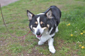 原っぱを散歩する笑顔の黒コーギー