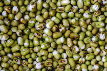 Mung bean pattern in germination water