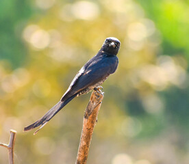 The black drongo (Dicrurus macrocercus). A small Asian passerine bird.