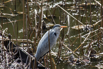 The closeup Ardea cinerea in lake in sunny day.