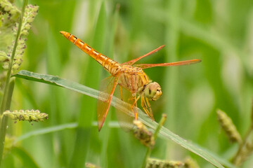 Dragonfly insect