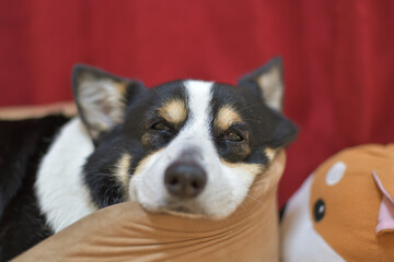 犬用ベッドでリラックスする黒いコーギー犬
